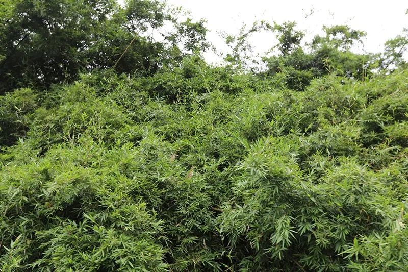 绿水青山，，，，，，，联翩而至，，，，，，，beats3652018云浮之旅